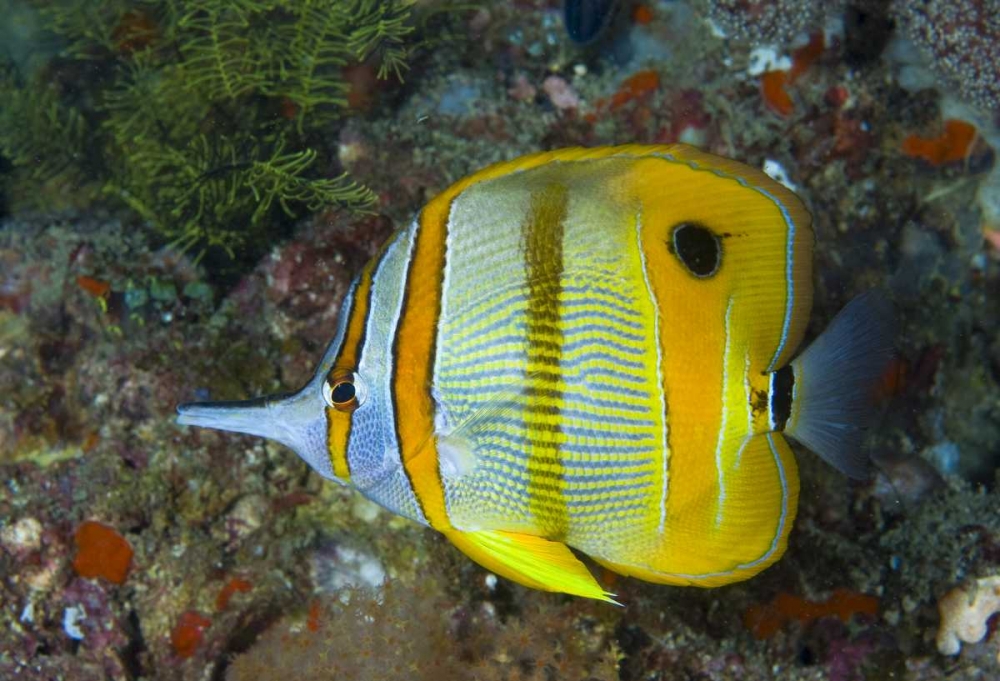 Indonesia, Raja Ampat Side view Butterflyfish